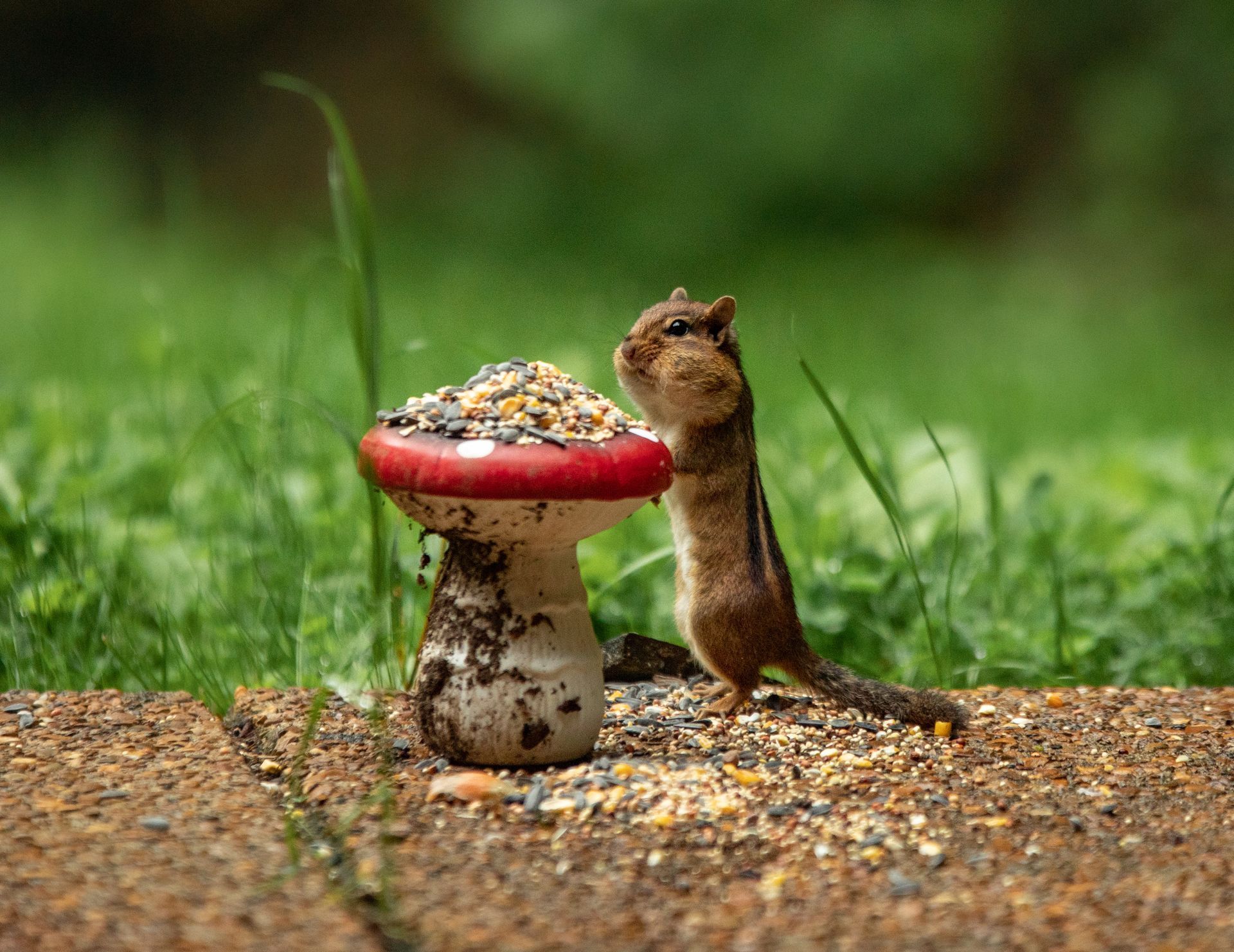 A chipmunk stands on its hind legs to eat seeds from a mushroom-shaped bird feeder in a grassy garden.