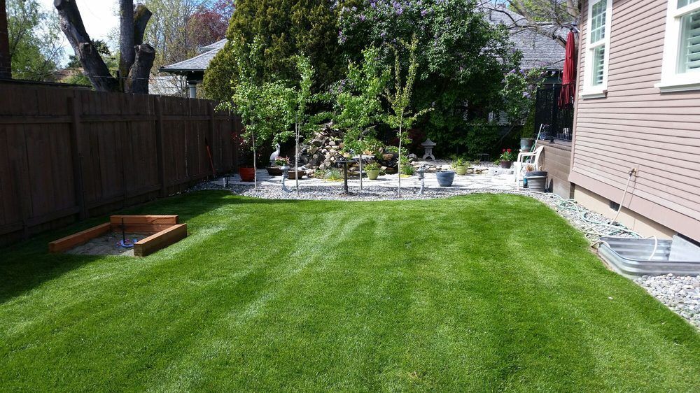 Green lawn in a backyard, brown fence, trees, and a house with a window on the right.