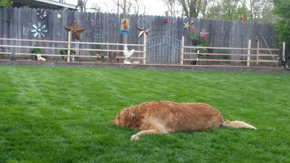 Golden Retriever dog resting on green lawn in a backyard with decorative fence and gate.
