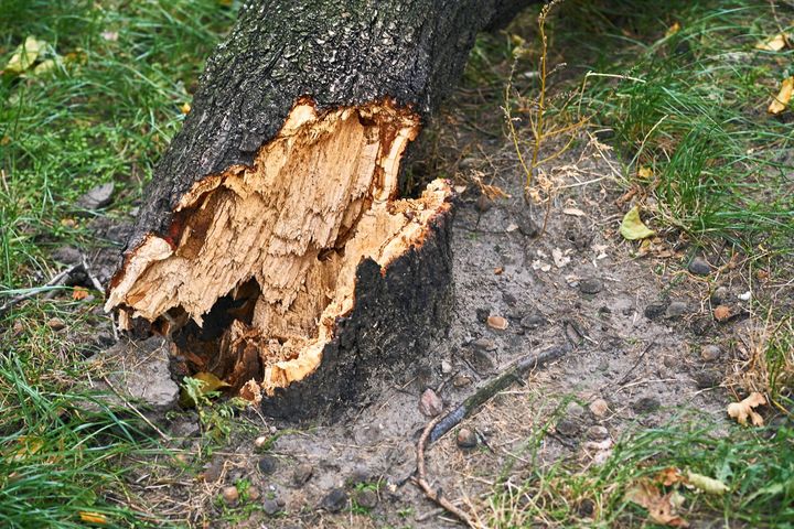 Emergency Services Needed Cracked Tree