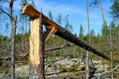 Emergency Tree Service Needed