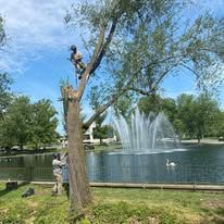 Man in tree cutting branches near a fountain. Blue sky, water, and green trees.