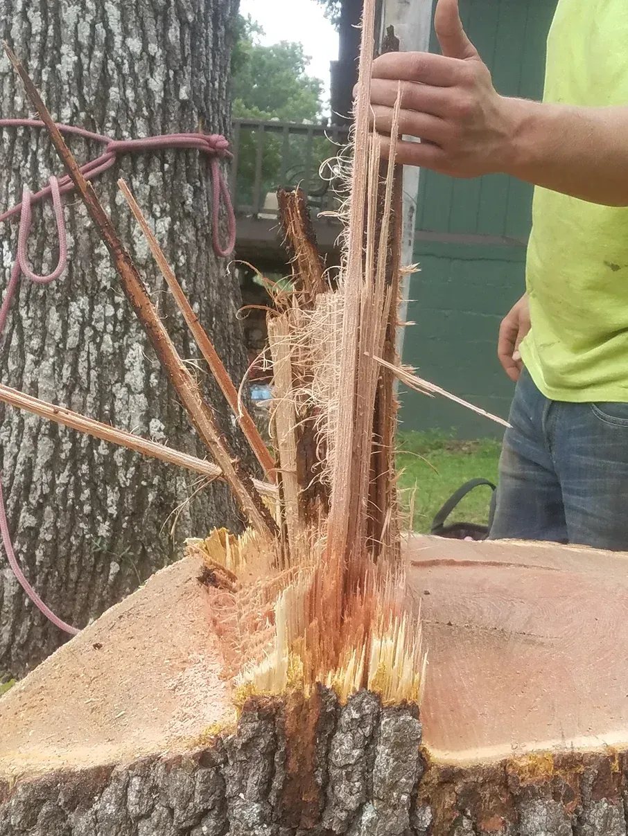 Man's hand shows a tree's split wood after sawing. Pink rope wraps the tree.