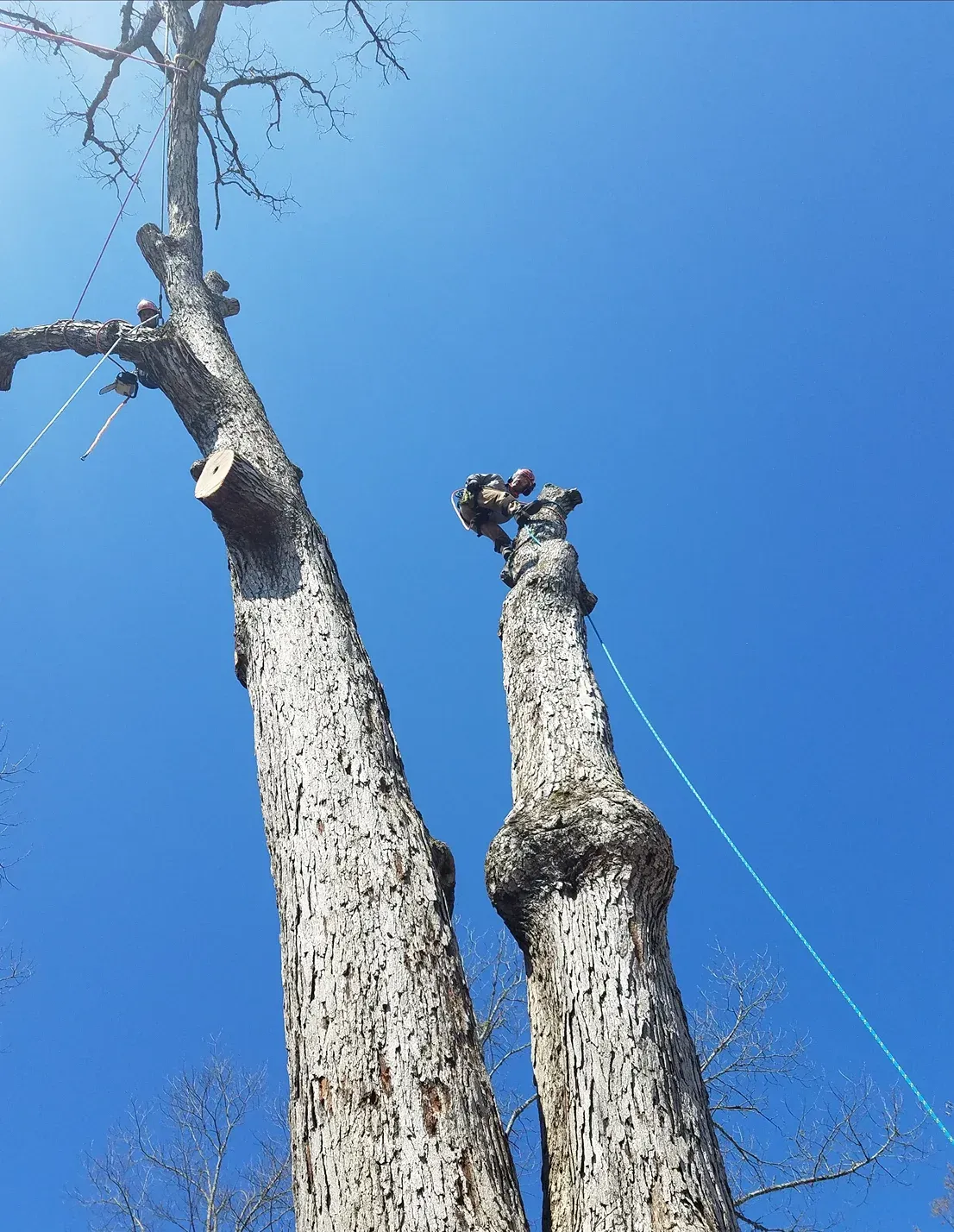 Two tall, weathered tree trunks against a bright blue sky. Some branches are cut off.