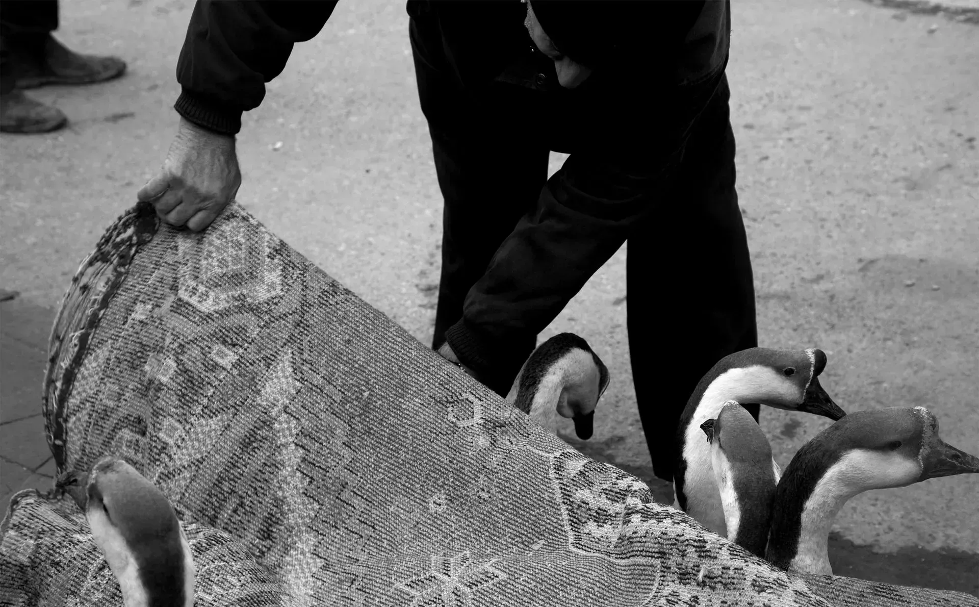 People handling a large net with several penguins on a beach or rocky shore.