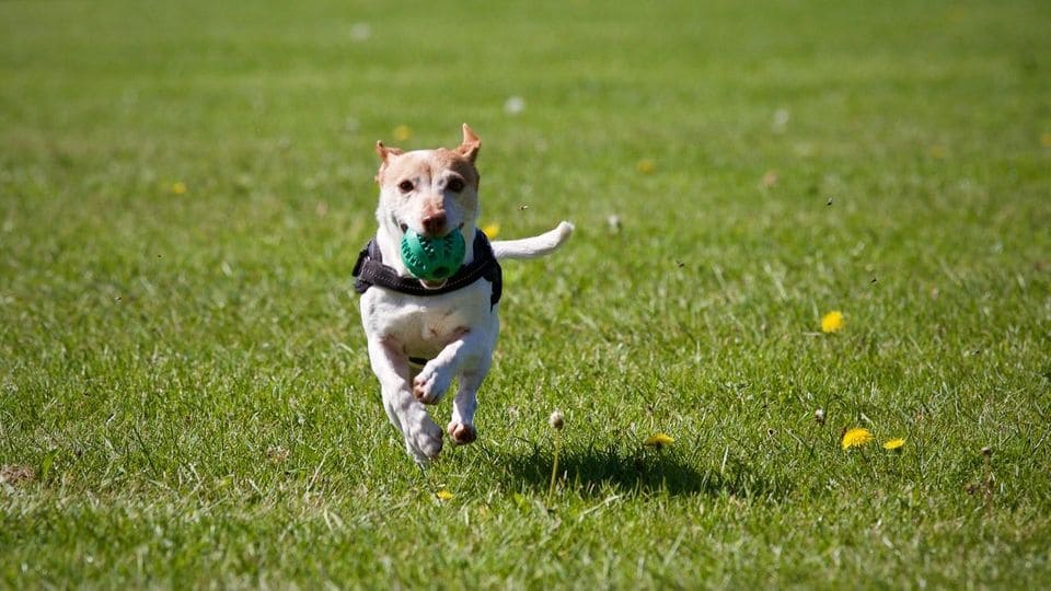 The 8 Best OffLeash Dog Parks in KC Chipman Road Animal Clinic