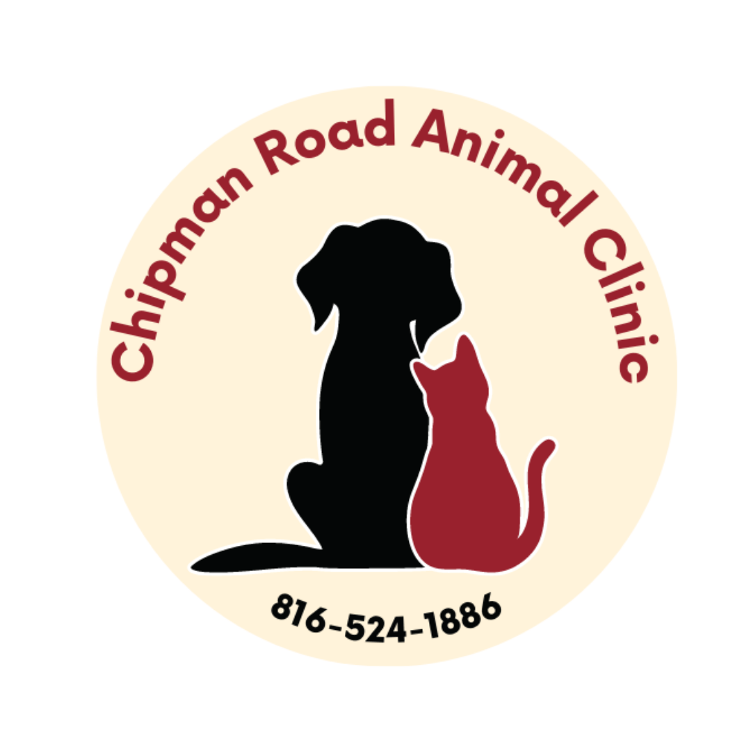 Summer Pet Safety Checklist Chipman Road Animal Clinic