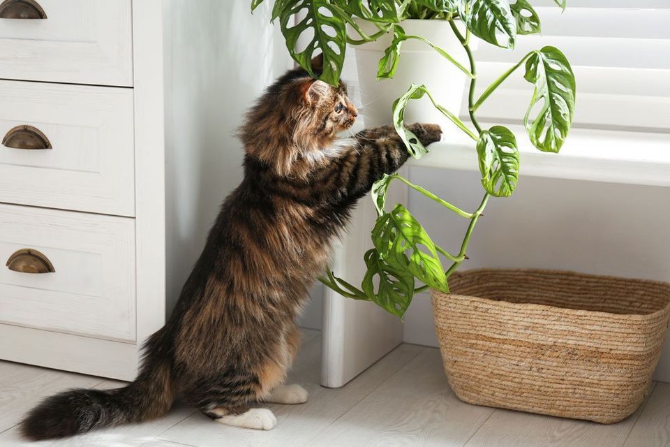Follow These Easy Tips for Living with Cats and Houseplants