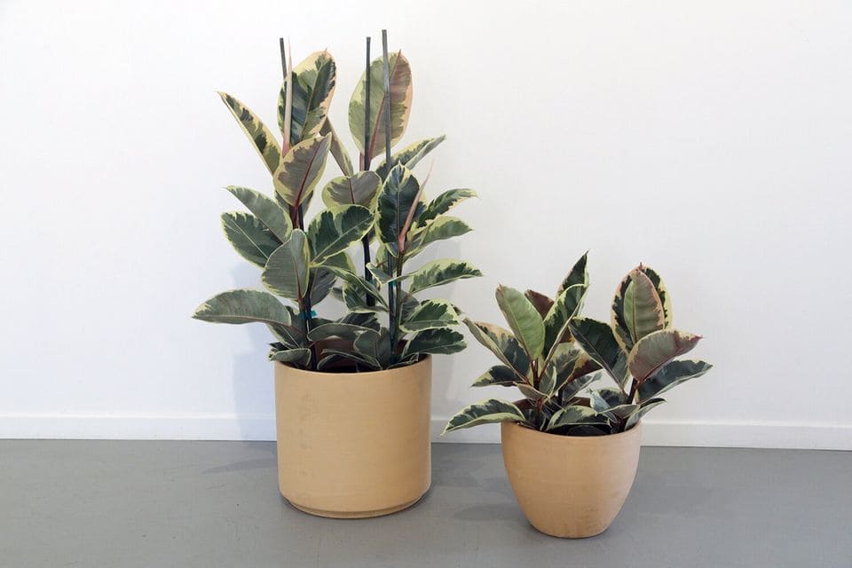 Top 10 Houseplants Poisonous to Cats Everything You Need to Know