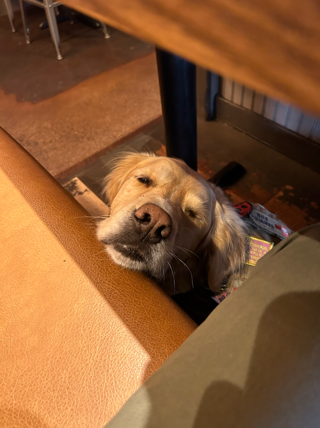 A dog is sitting under a table and looking at the camera.