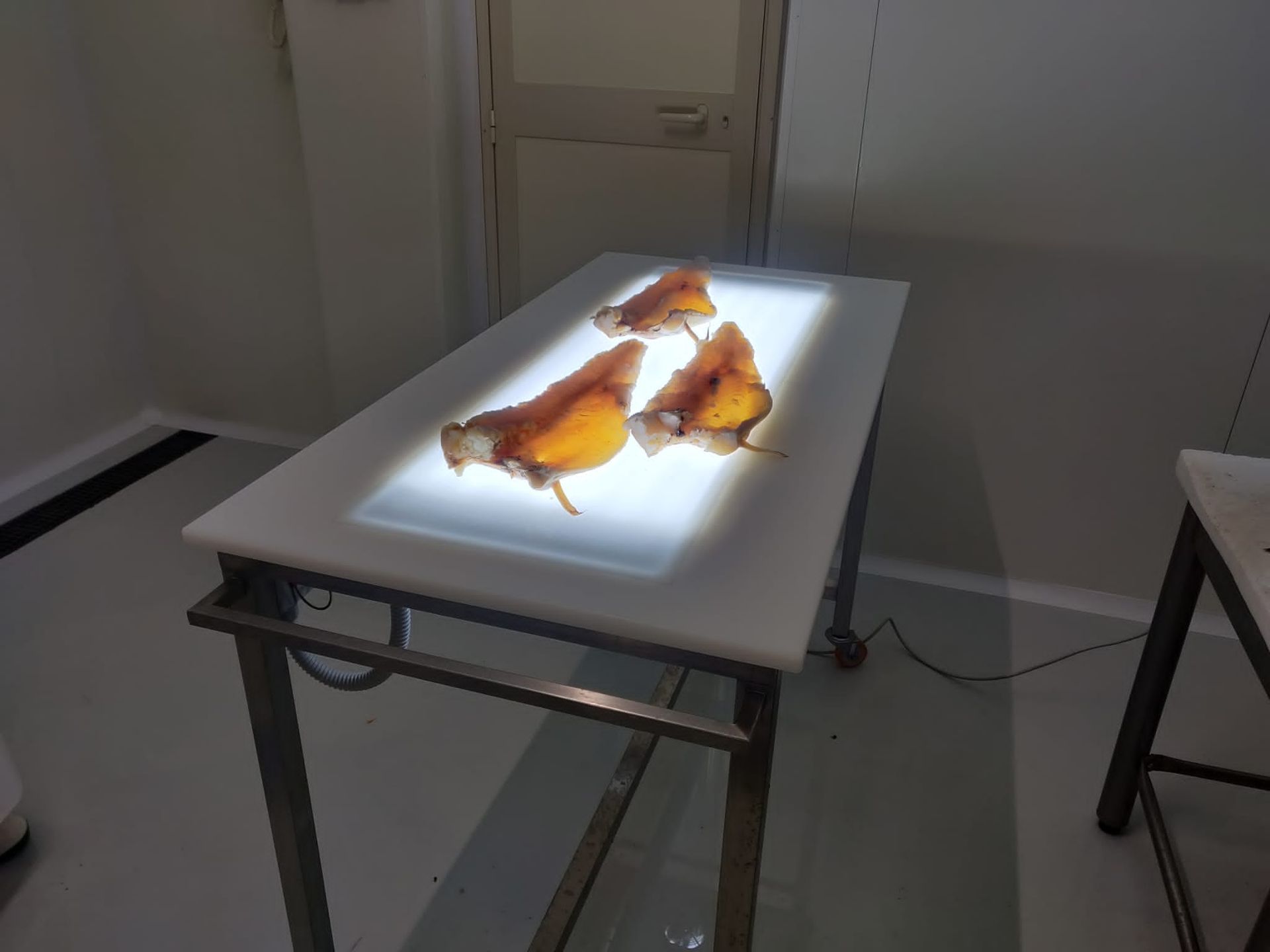 Tavolo luminoso per la lavorazione  del pesce