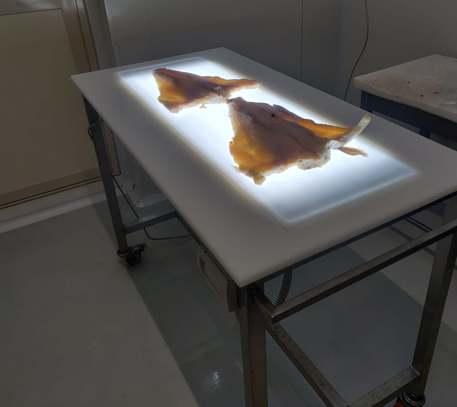 Tavolo luminoso per la lavorazione  del pesce