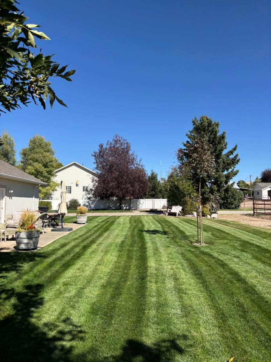 Lawn mowed with stripes, house and trees in background under a bright blue sky.
