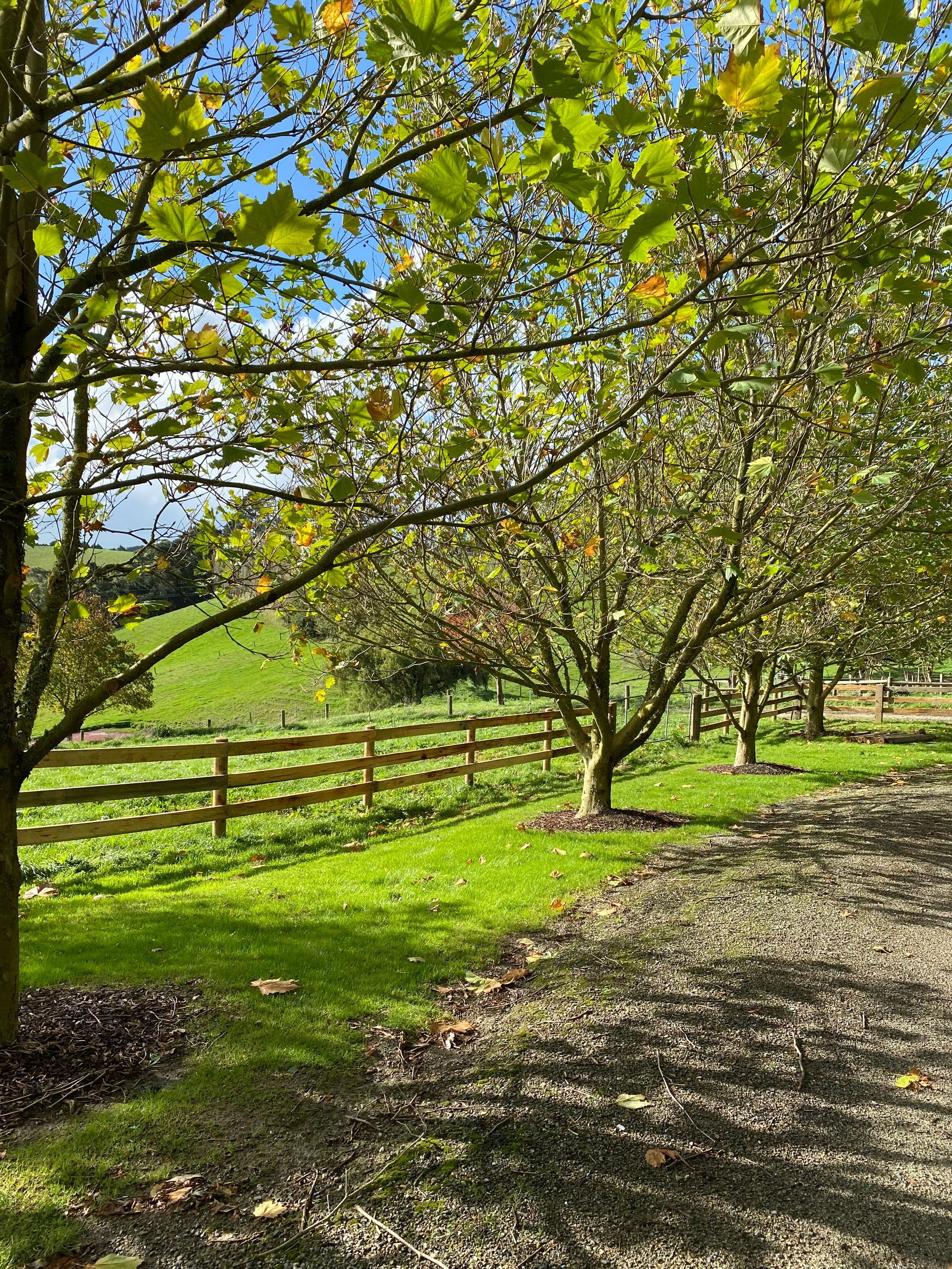 A wooden fence surrounds a lush green field with trees.