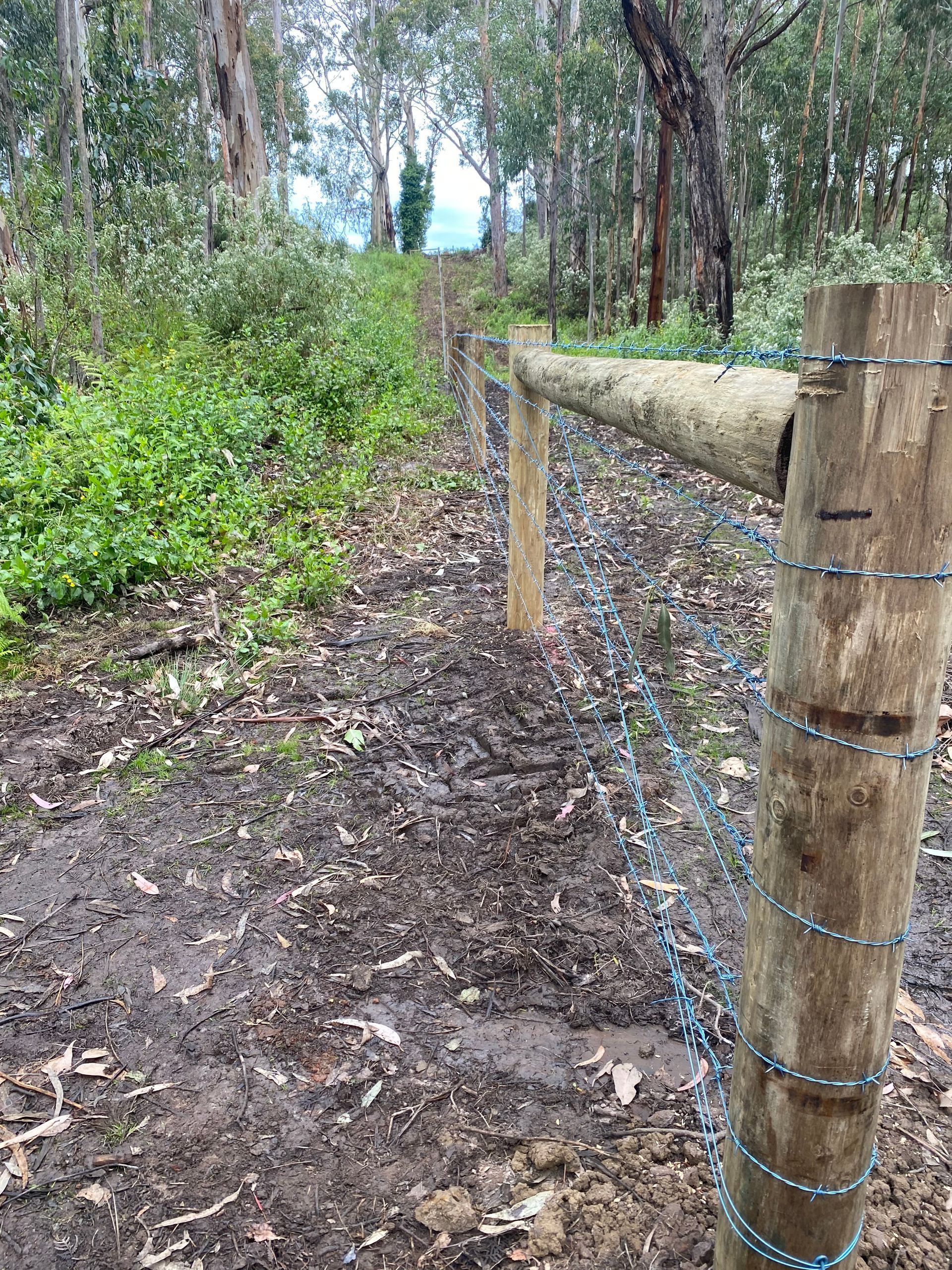 A wooden post with barbed wire attached to it in the middle of a forest.