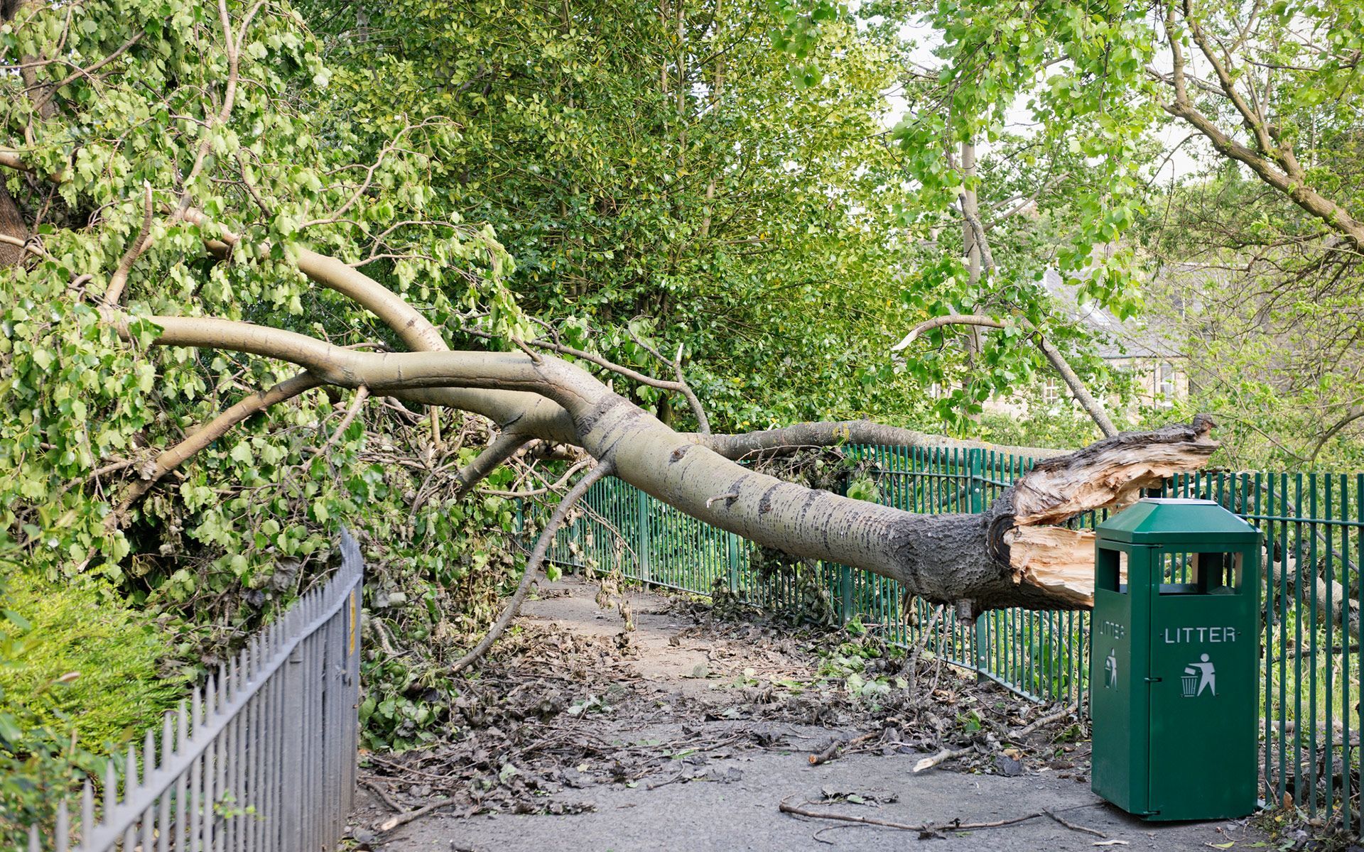Storm Damage Tree — Bowling Green, KY — Affordable Tree Service LLC
