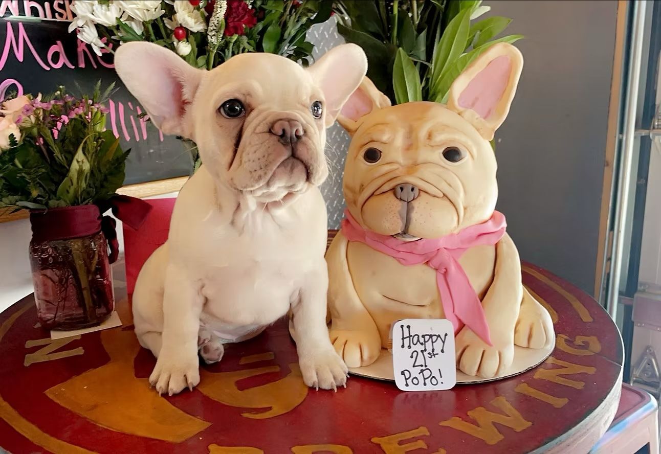 Two puppies are sitting next to each other on a table.