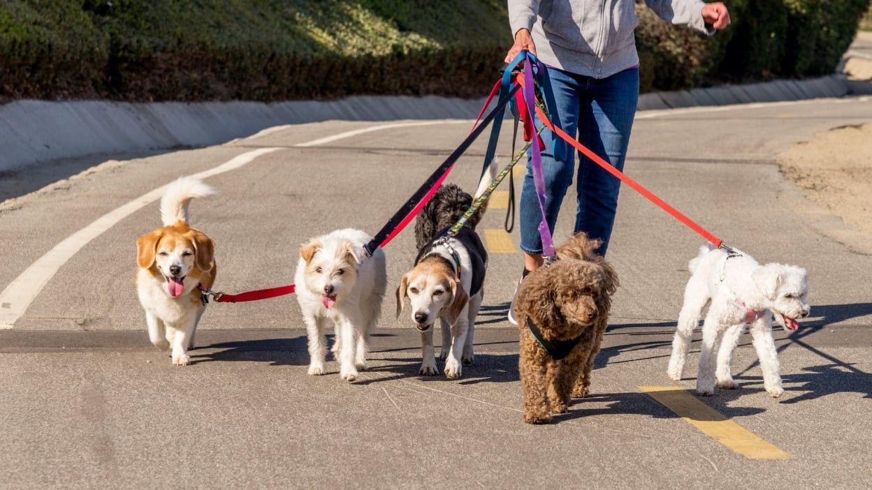 A Woman walking all the dogs