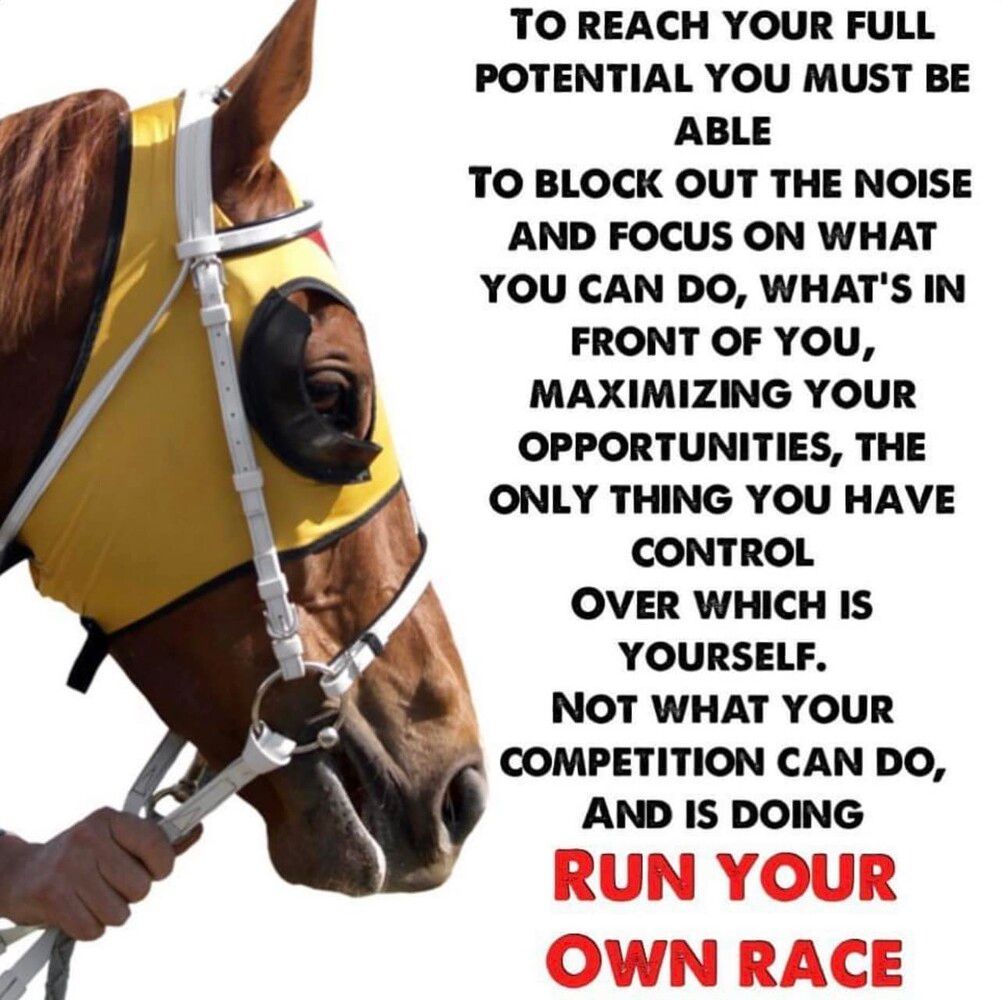 A horse wearing a yellow bridle is being led by a person