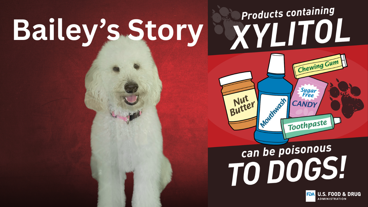 A dog named Bailey and a warning about products containing Xylitol being poisonous to dogs.