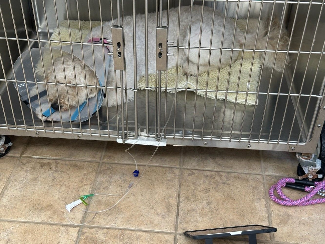 White dog wearing cone in a kennel, hooked to IV, on tile floor.