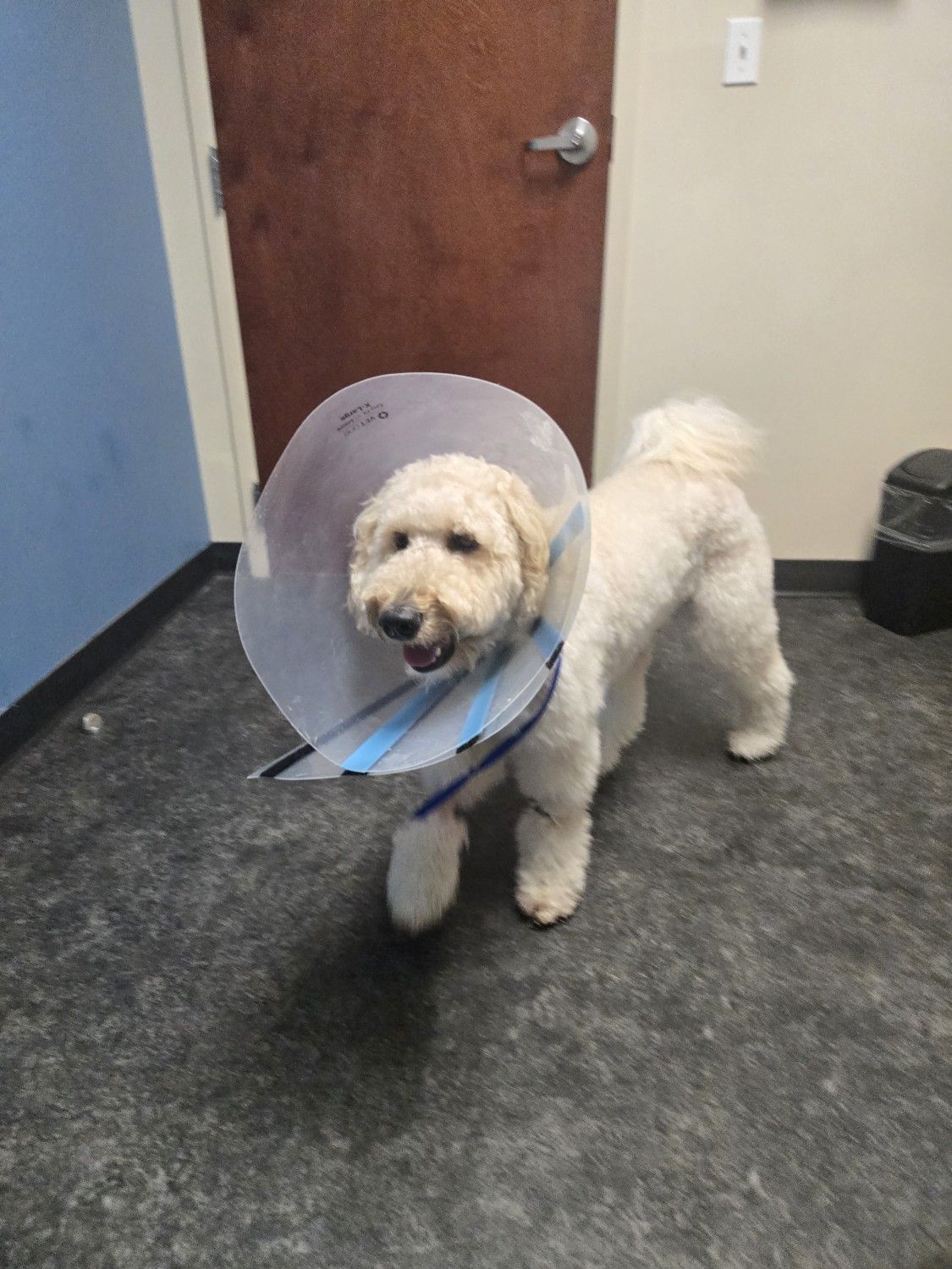 Golden doodle dog wearing a cone, standing in a room with a door.