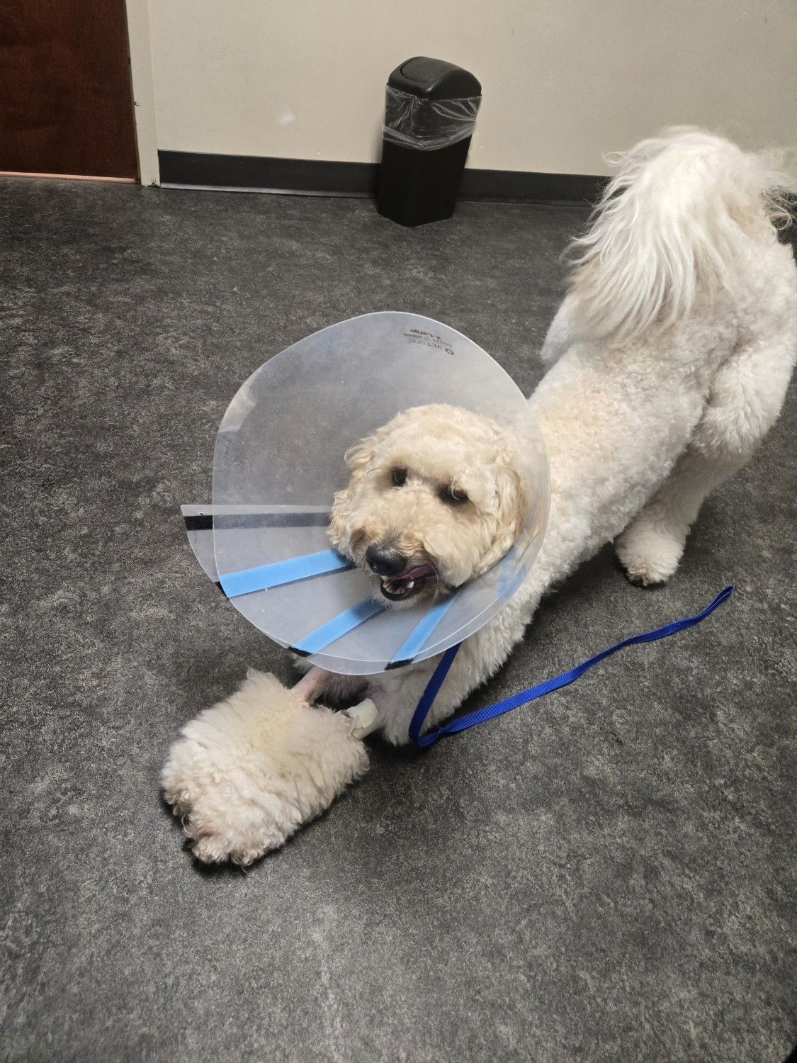 Fluffy dog wearing cone, stretching on gray floor in a vet's office, blue leash attached.