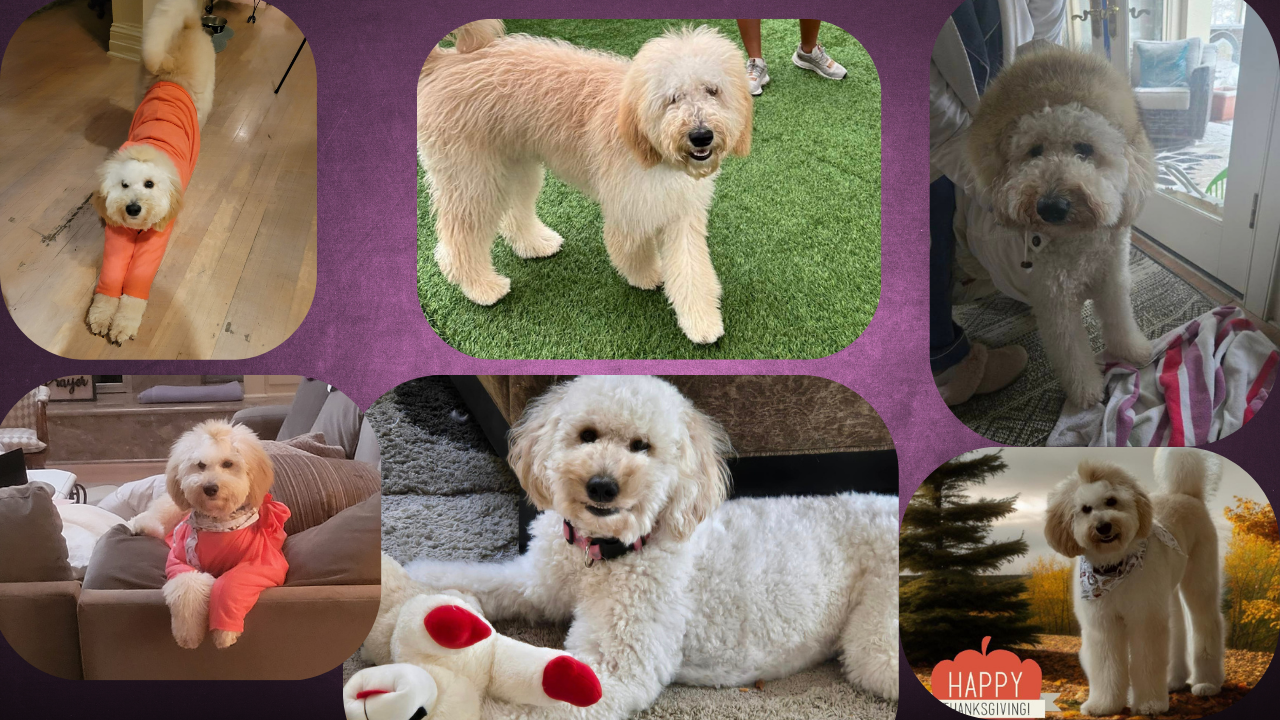 Collage of six fluffy golden doodle dogs in various settings, some wearing outfits.