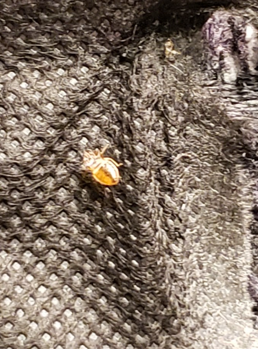 Small yellow insect on dark gray knitted fabric close-up