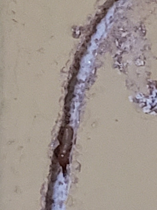 Close-up of a cracked beige wall with peeling white paint and exposed brown material