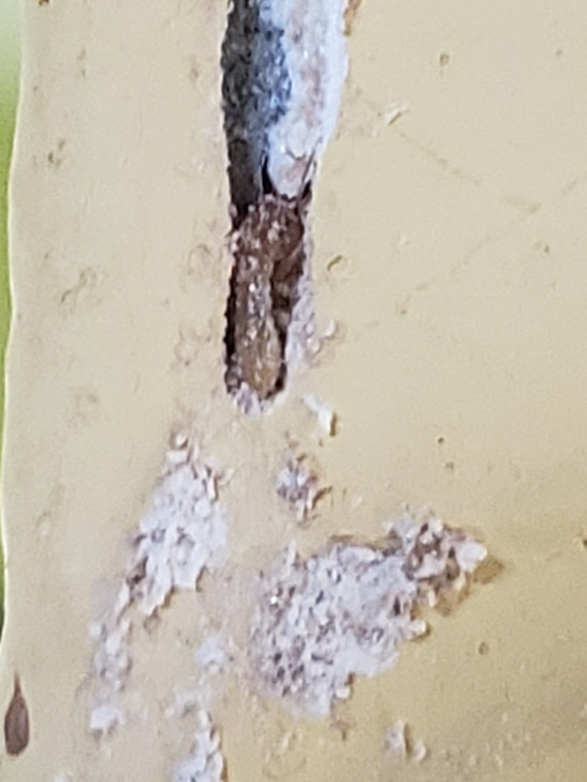 Close-up of a peeling yellow wall with exposed damaged plaster and white chipped patches