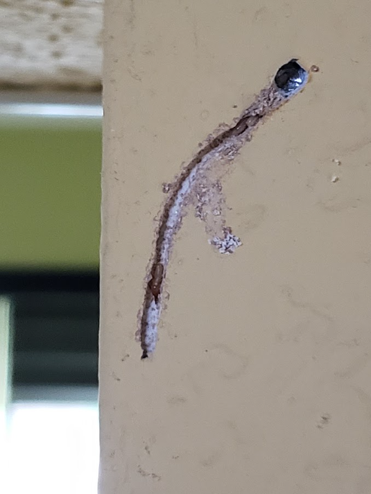 Close-up of a tiny curved brown insect or larva on a beige wall near a dark opening