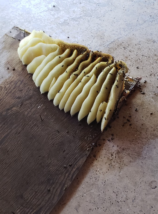 Close-up of pale sliced food on a dark cutting board over a concrete floor