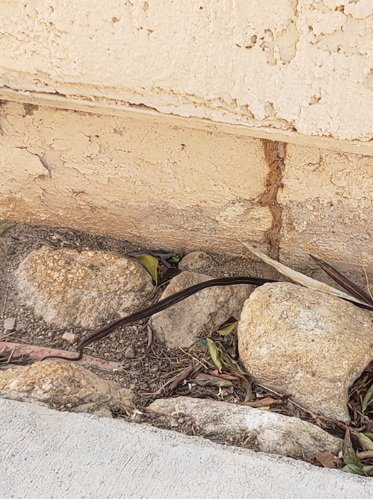 Black snake coiled among rocks beside a beige wall and concrete sidewalk.