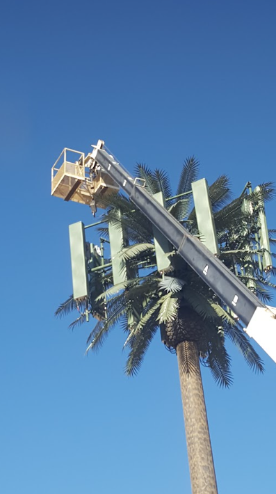 Aerial lift basket beside a tall palm tree against a clear blue sky