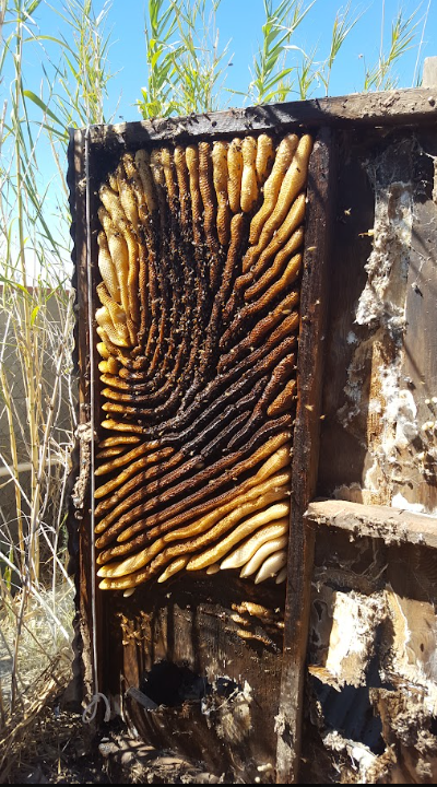 Beehive with rows of honeycomb in a wooden box outdoors under bright sun