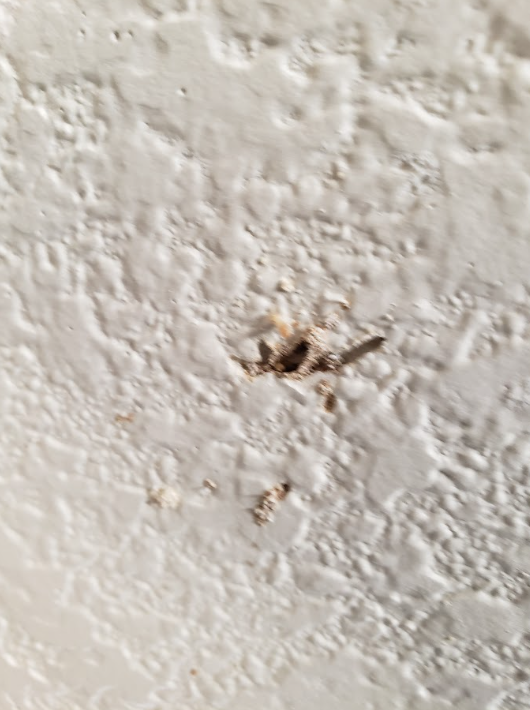 Small brown insect on a textured white wall