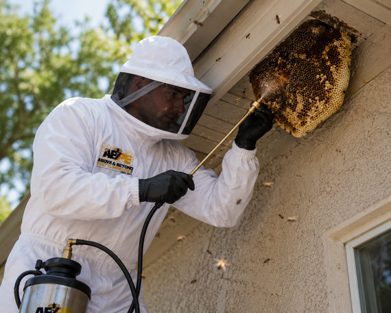 Pest control worker in white suit spraying a large wasp nest under a house eave