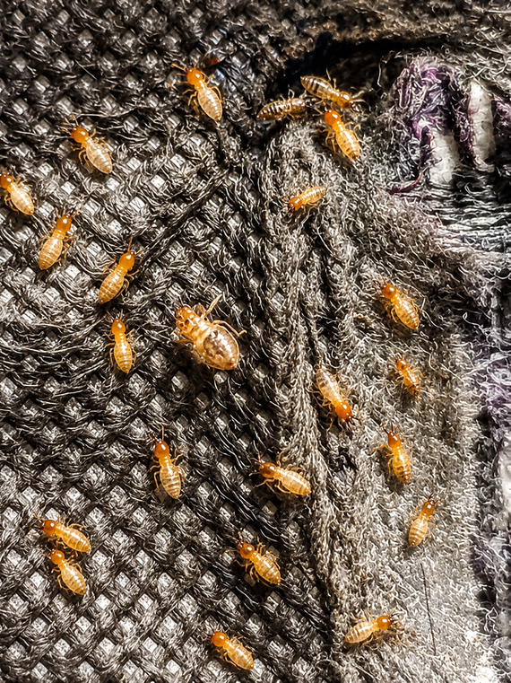 Close-up of dark fabric covered with many small orange insects, possibly termites or beetles