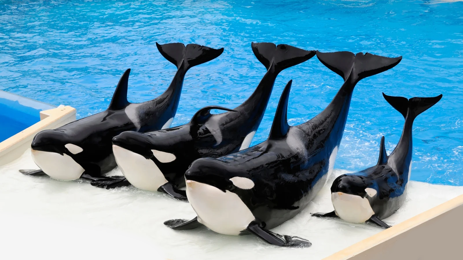 SeaWorld Teacher Discount | Teacher Travel Discounts