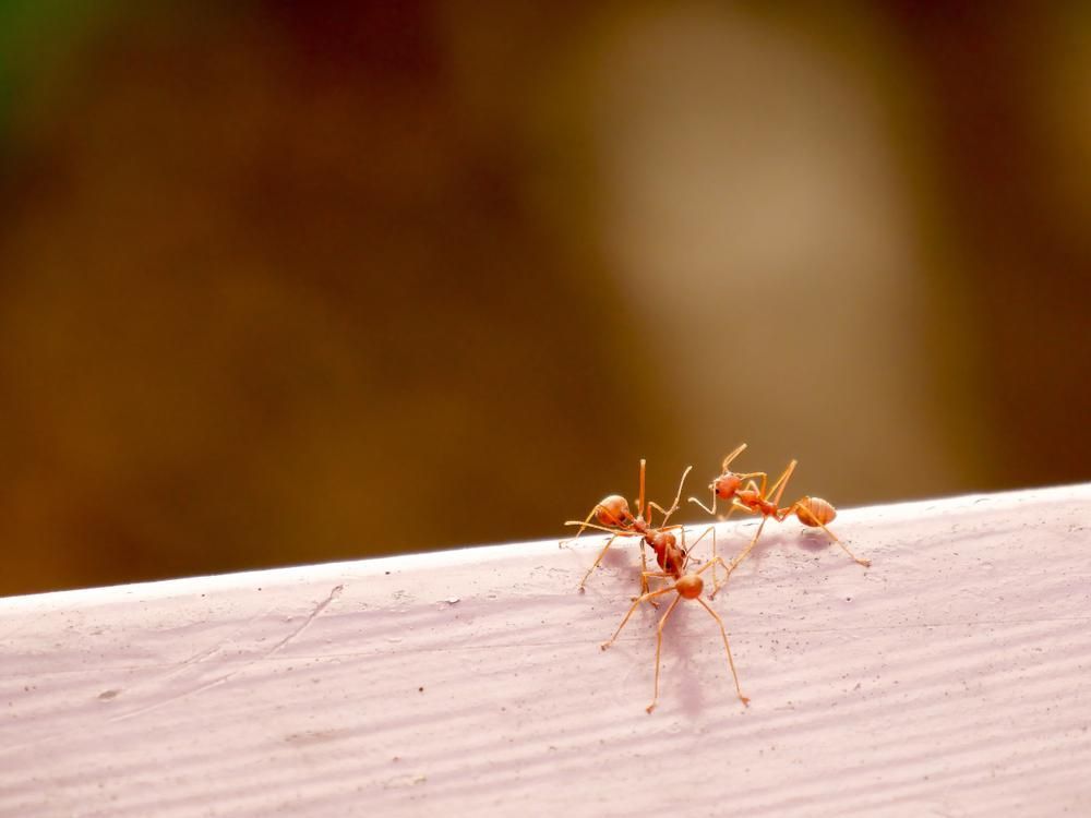 Two Red Ants Are Standing on A Wooden Surface — Benefit Pest Management Pty Ltd in Scone, NSW