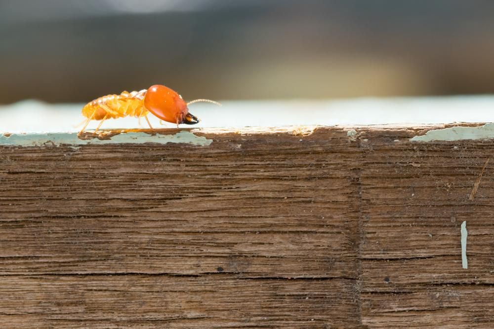 A Termite Is Crawling on A Piece of Wood — Benefit Pest Management Pty Ltd in Cessnock, NSW