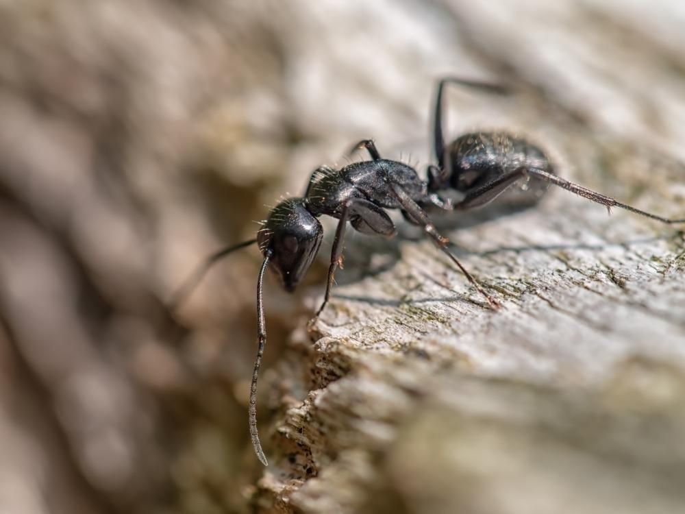 A Black Ant Is Sitting on A Piece of Wood — Benefit Pest Management Pty Ltd in Tuggerah, NSW