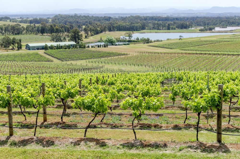 A View of A Vineyard with A Lake in The Background — Benefit Pest Management Pty Ltd in Cessnock, NSW