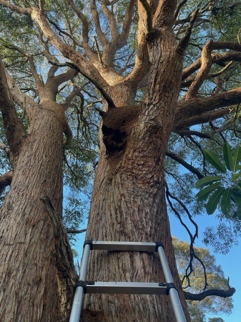 A Person Is Standing on A Ladder Looking up At a Tree — Benefit Pest Management Pty Ltd in Balcolyn, NSW