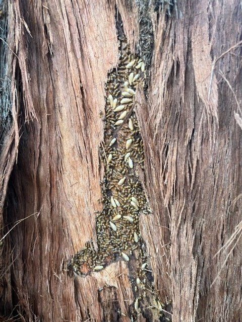 A Lizard Is Crawling on The Side of A Tree Stump — Benefit Pest Management Pty Ltd in Balcolyn, NSW