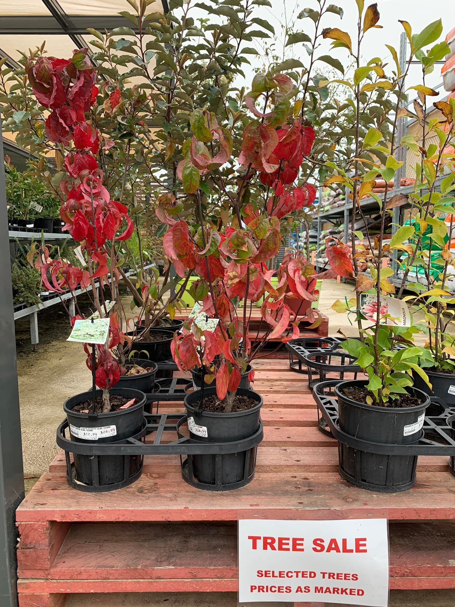 A row of potted plants sitting on top of a wooden pallet.