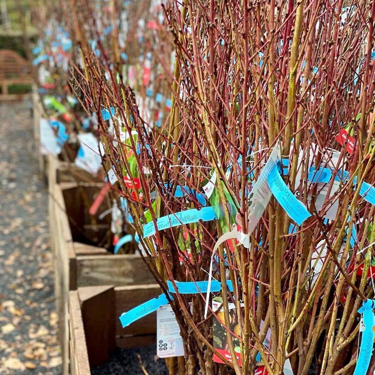 A bunch of trees with blue labels on them are sitting in wooden boxes.