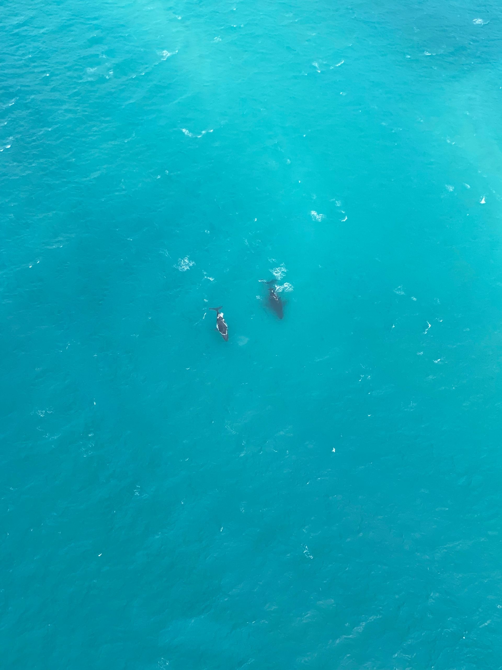 An aerial view of a person swimming in bright turquoise water near a dark, submerged shape.