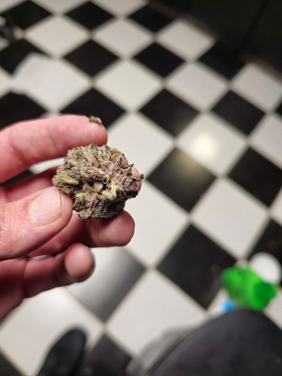 Hand holding a cannabis bud against a black and white checkered floor, green bottle in the background.